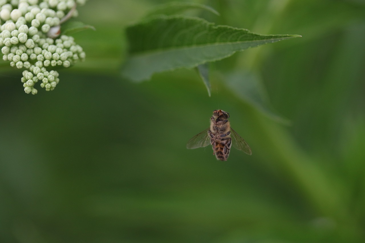 bee  wings  insecta free photo