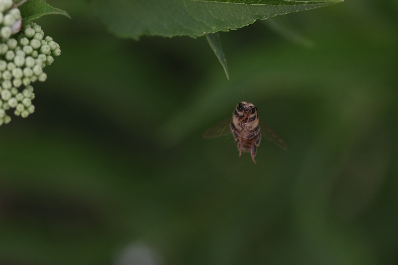 bee  wings  insecta free photo