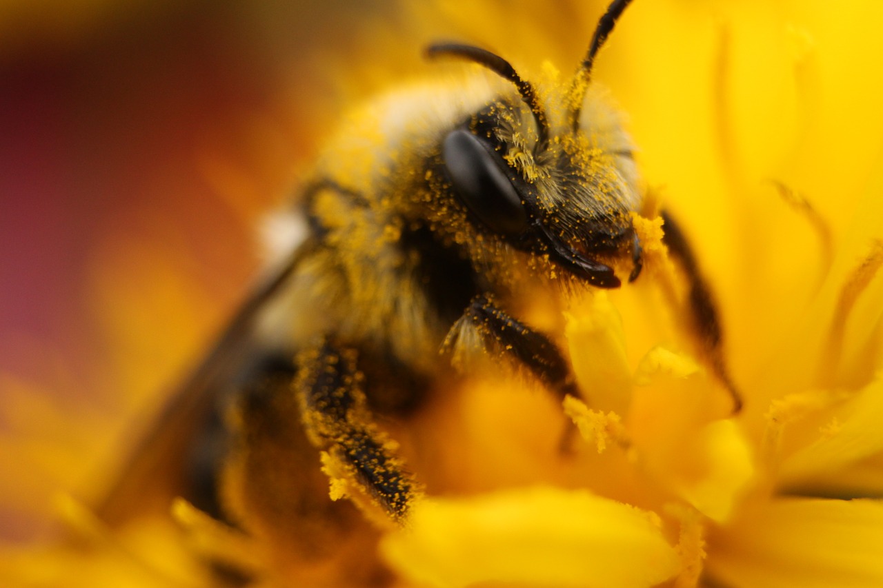 bee  pollen  insect free photo