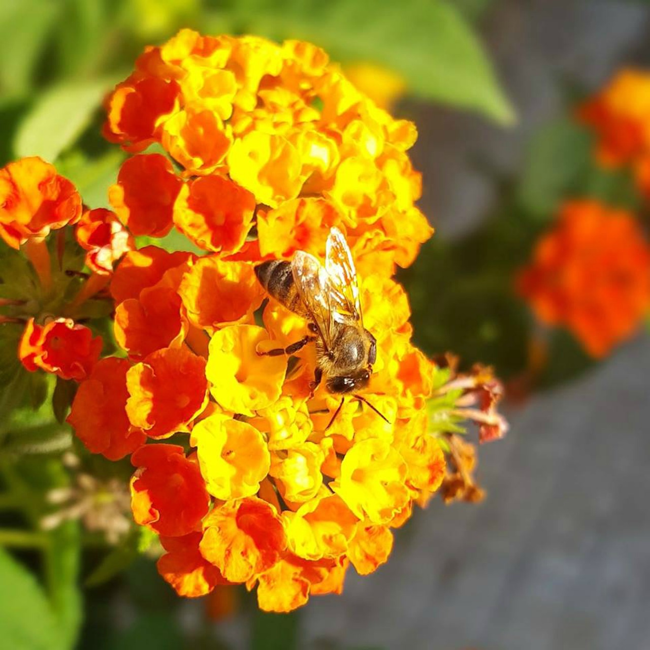 bee  insect  nature free photo