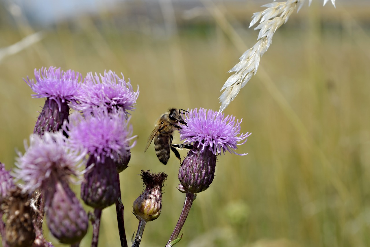 bee  flower  pollination free photo