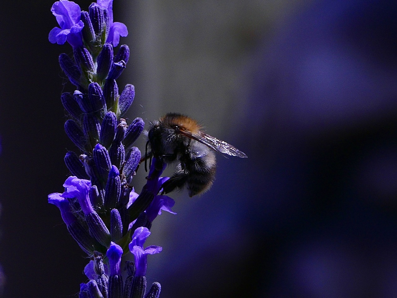 bee  lavender  insects free photo