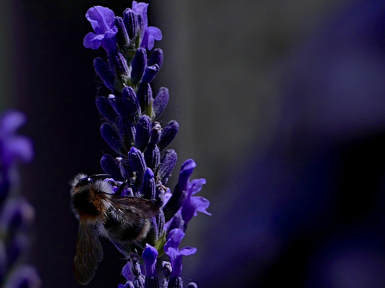 bee  lavender  insects free photo