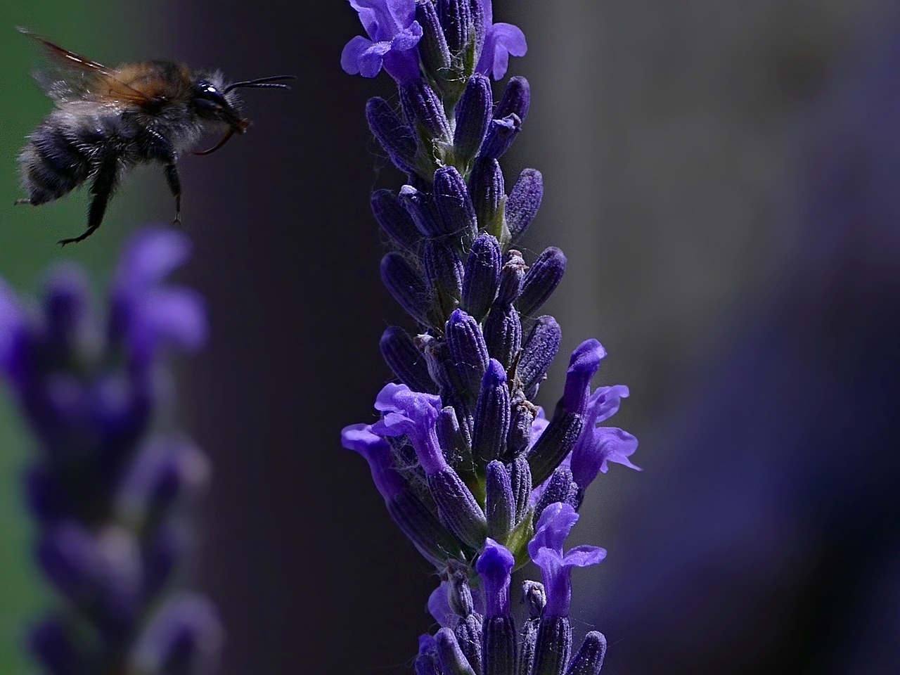 bee  lavender  flower free photo