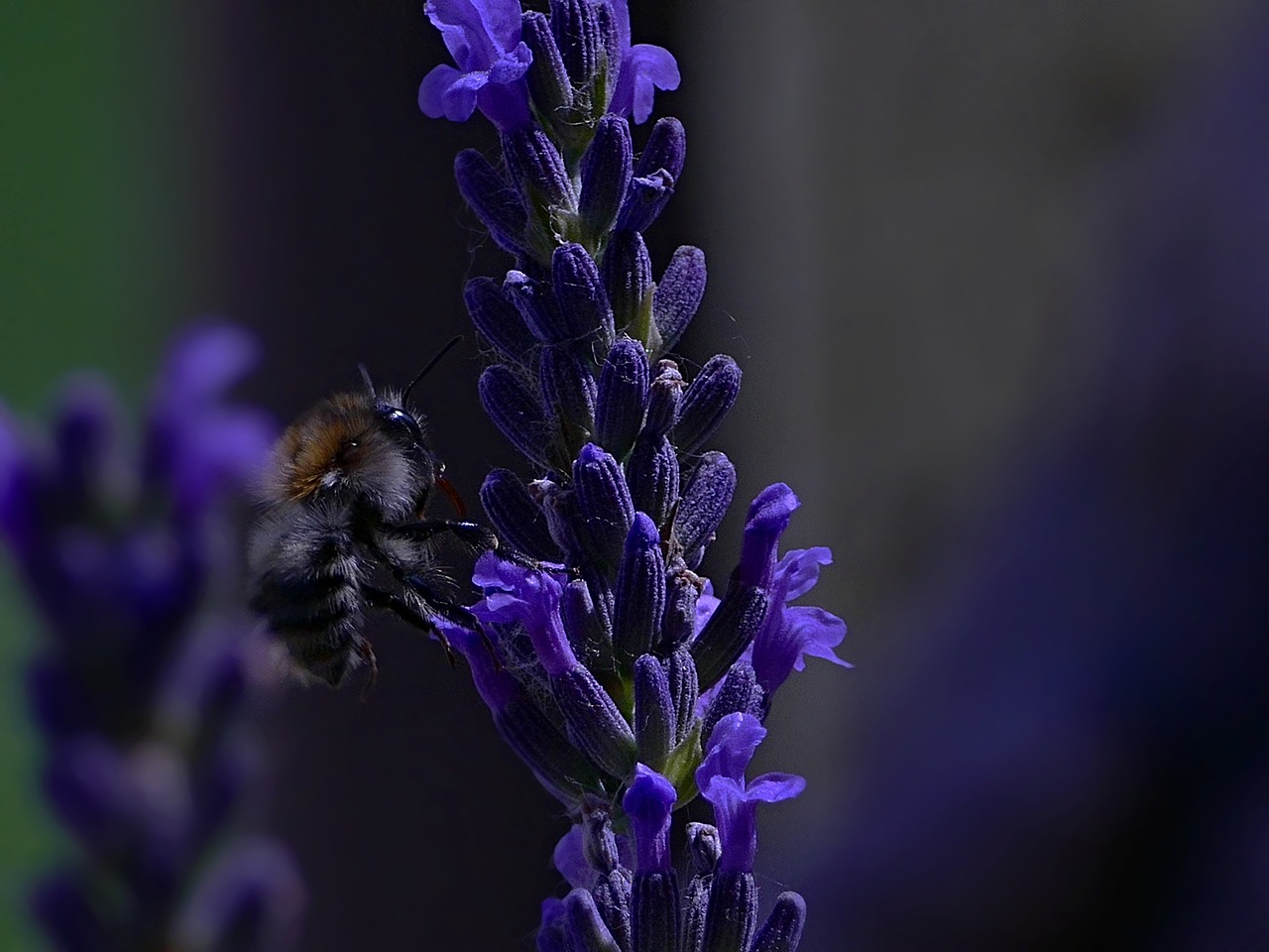 bee  lavender  insects free photo