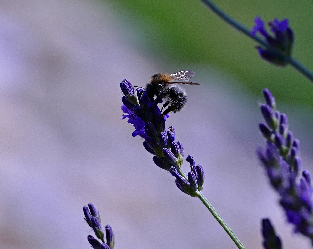 bee  lavender  insects free photo