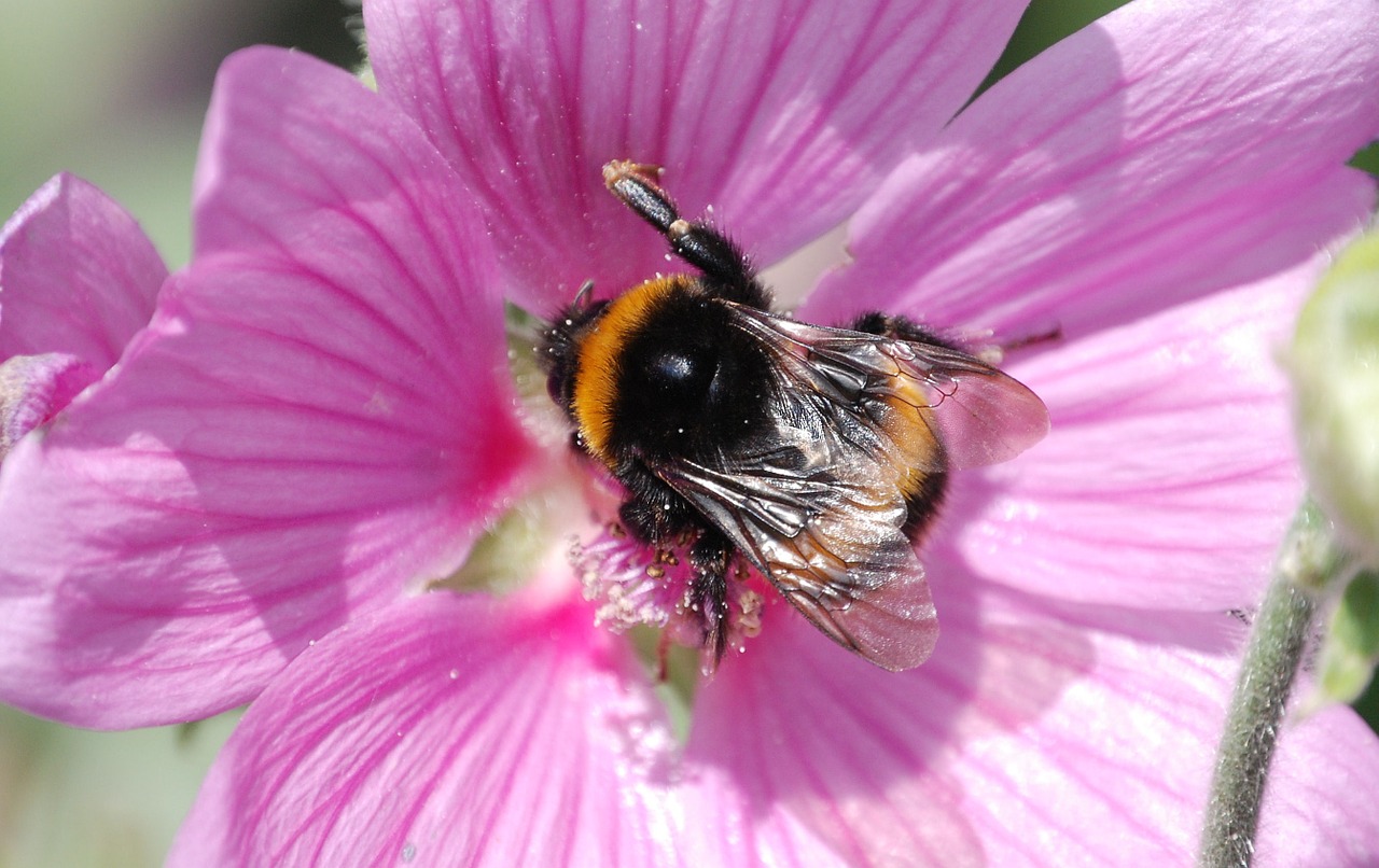 bee wings stripes free photo