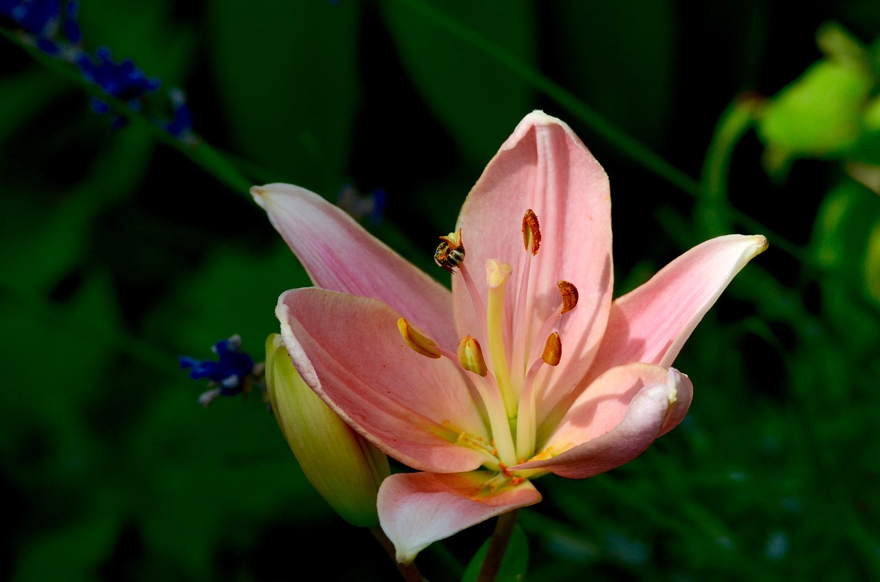 bee  lily  flower free photo