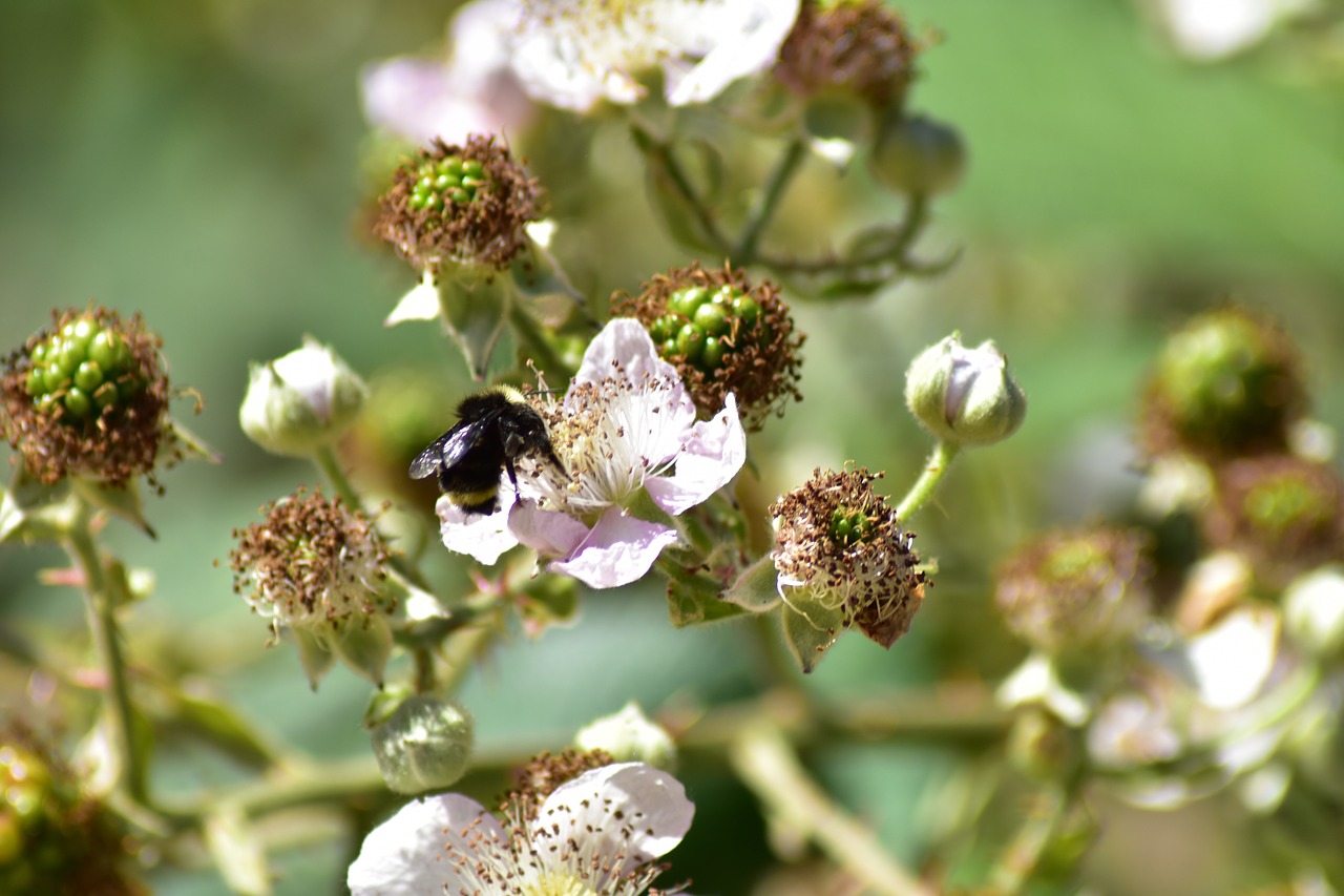 bee  blackberries  insect free photo