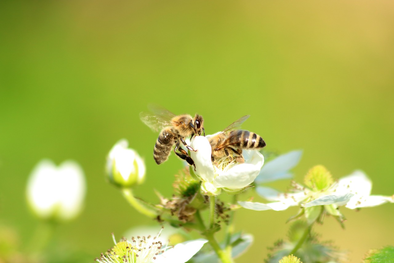 bee  pollinate  flower free photo