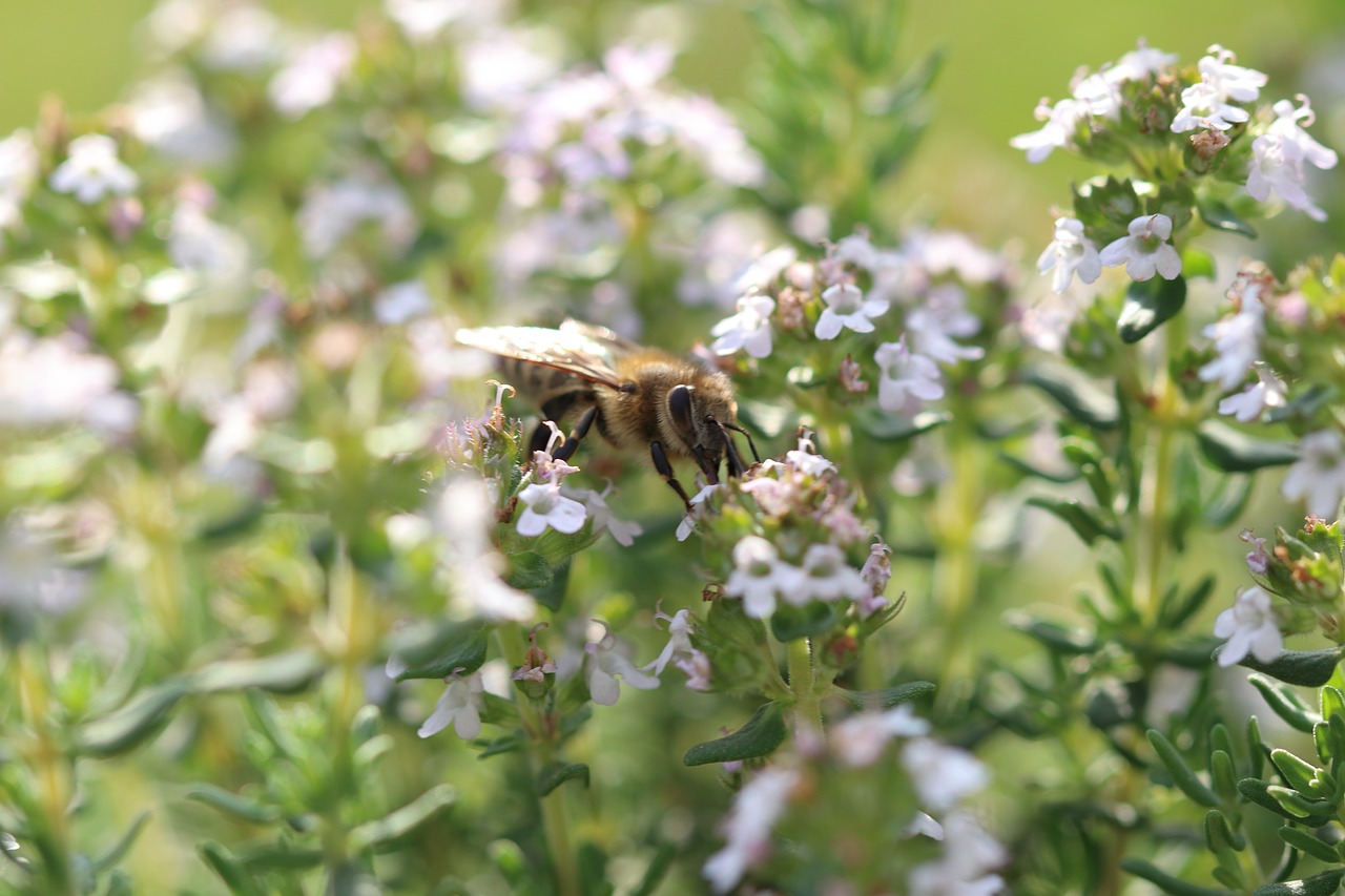 bee  flowers  macro free photo