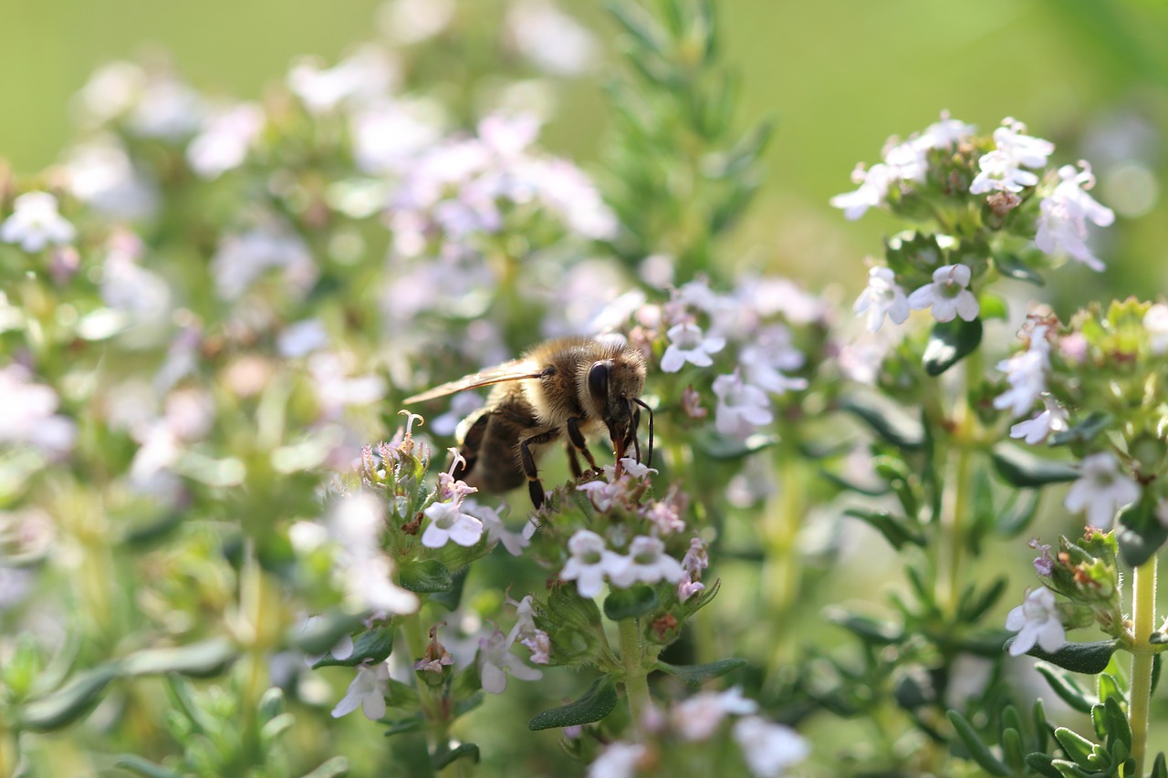 bee  flowers  macro free photo