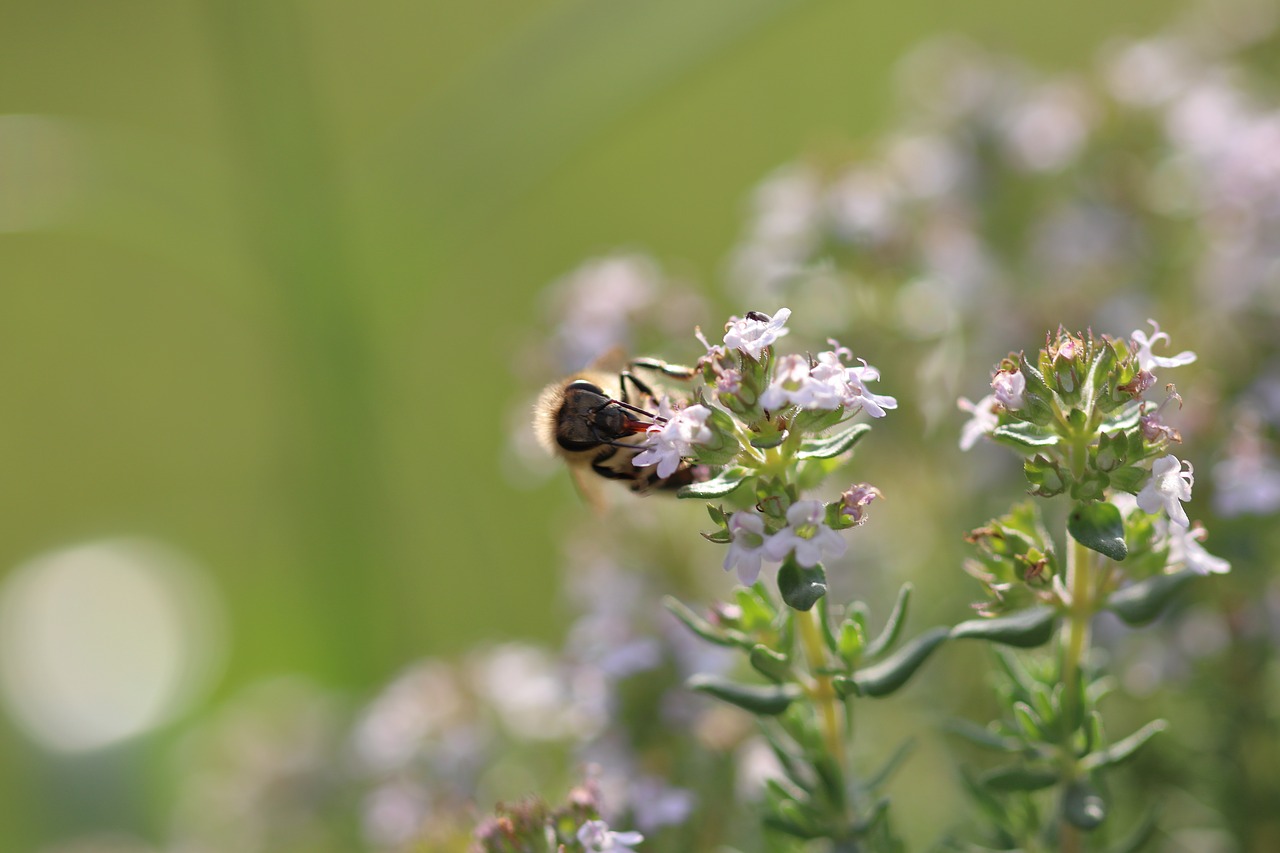 bee  flowers  macro free photo