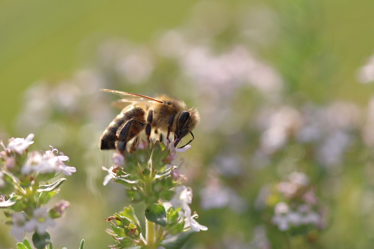 bee  flowers  macro free photo