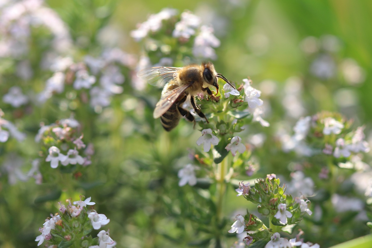 bee  flowers  macro free photo