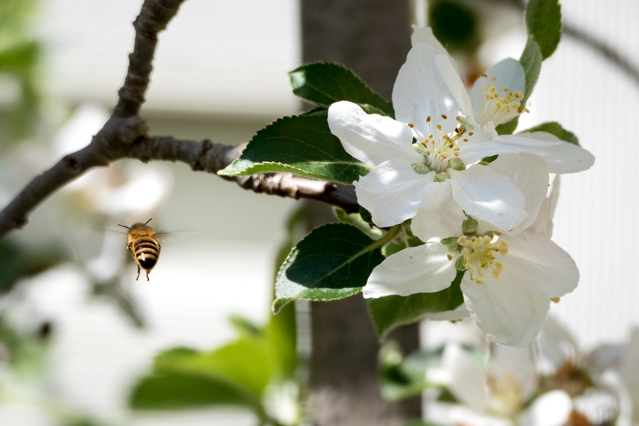 bee  blossom  bloom free photo