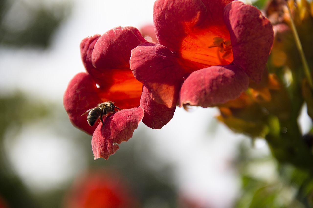 bee  flowers  insect free photo