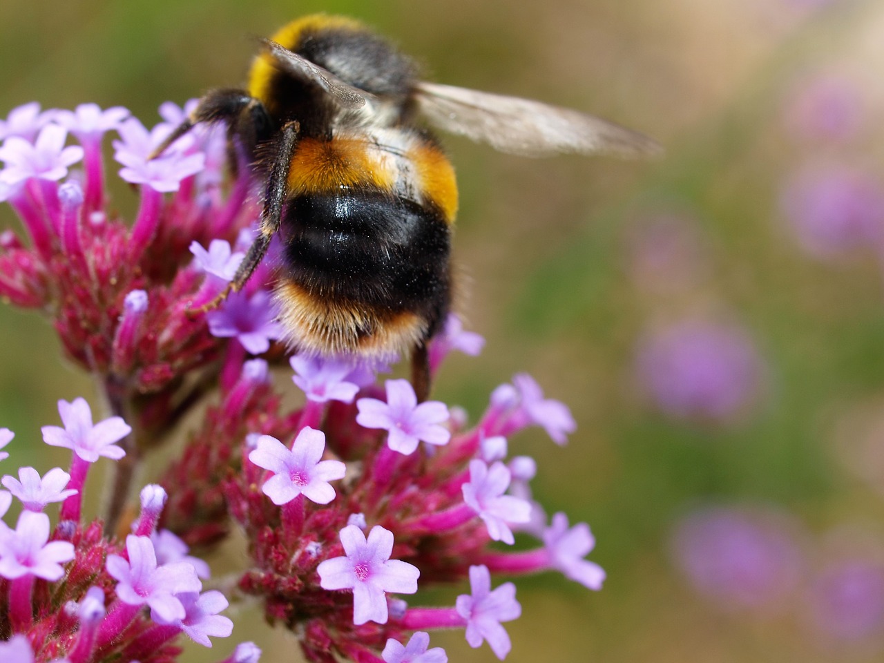 bee  flower  nature free photo