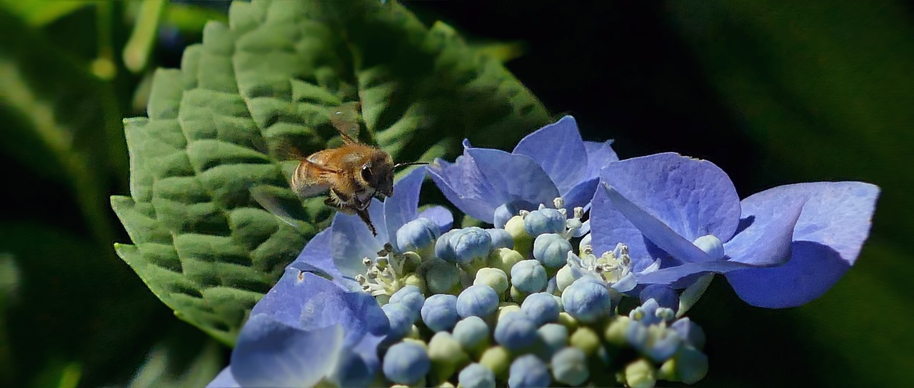 bee  honey bee  insect free photo