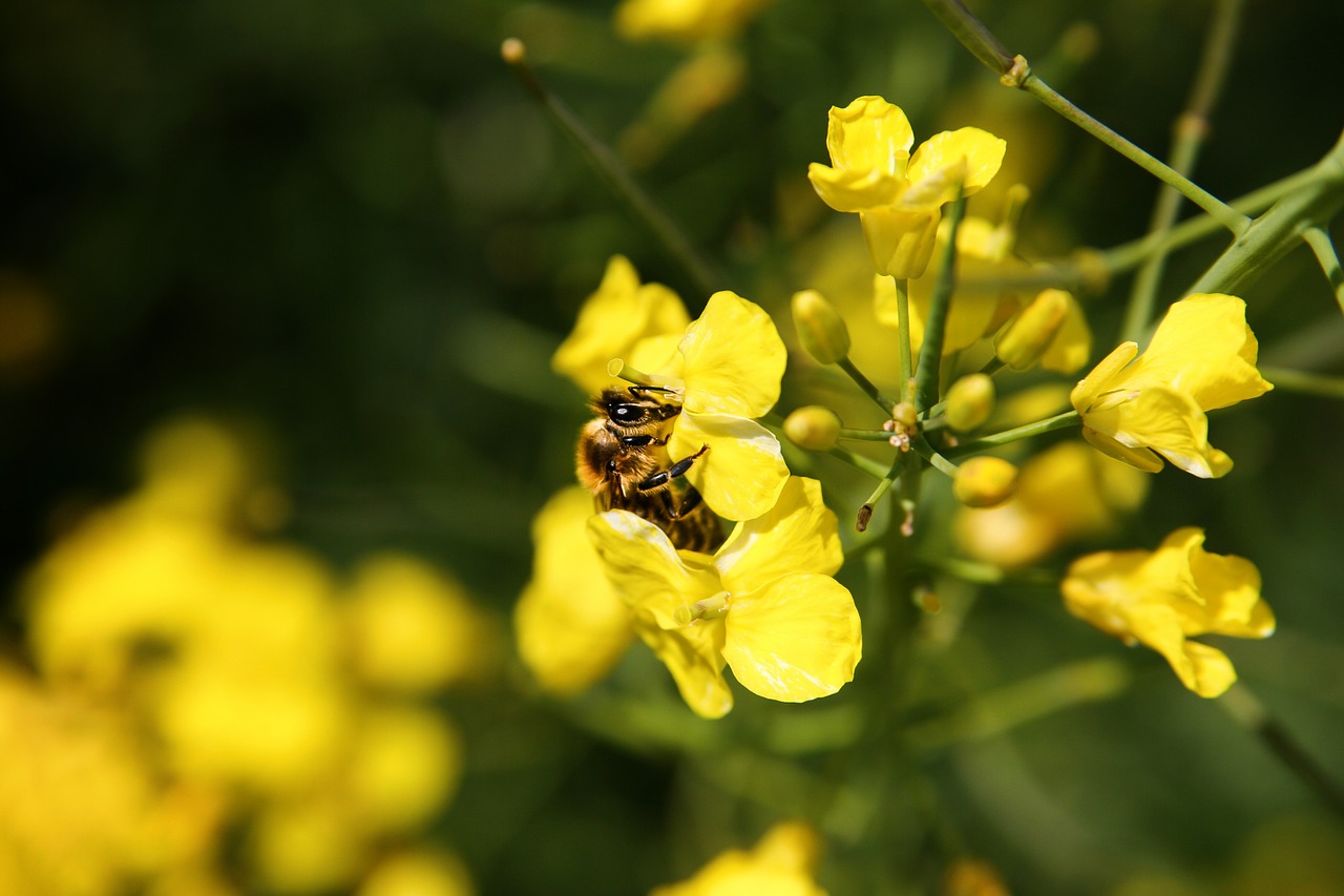 bee blossom bloom free photo