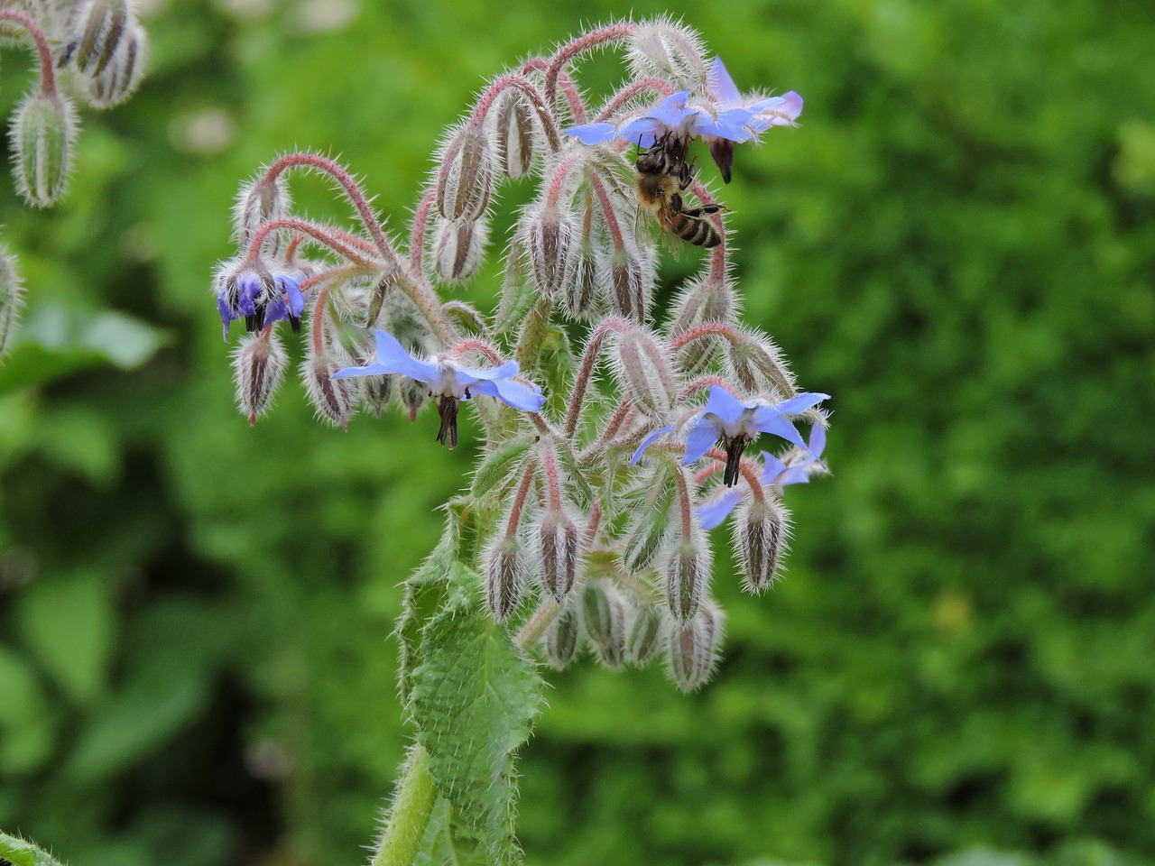 bee  flower  insect free photo