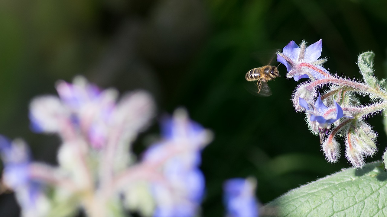 bee  borage  bees free photo