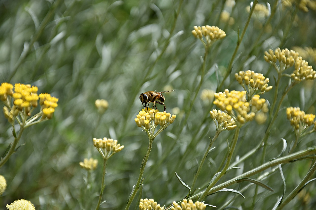 bee  flower  insect free photo