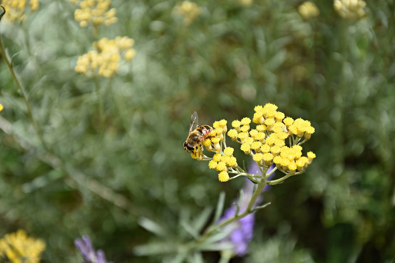 bee  insect  nature free photo