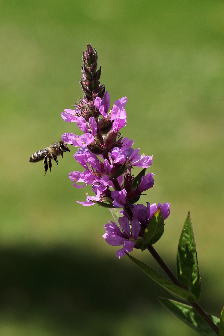 bee  pink flower  plant free photo