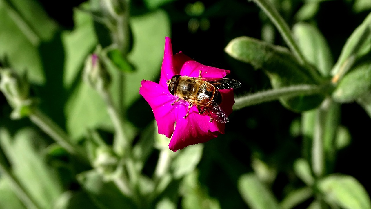 bee  flower  pollen free photo