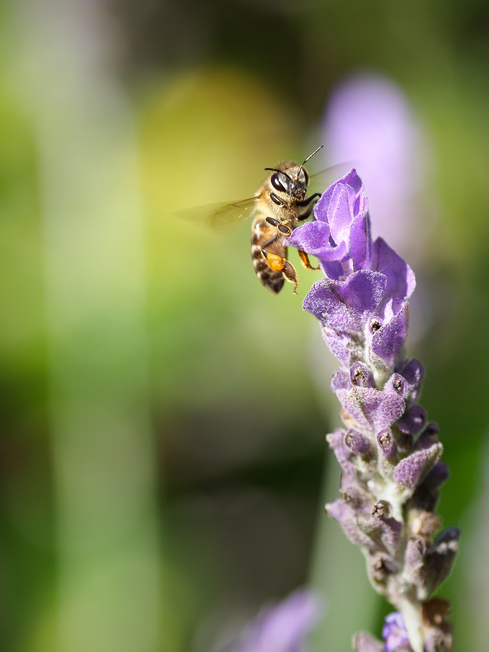 bee  flower  insect free photo