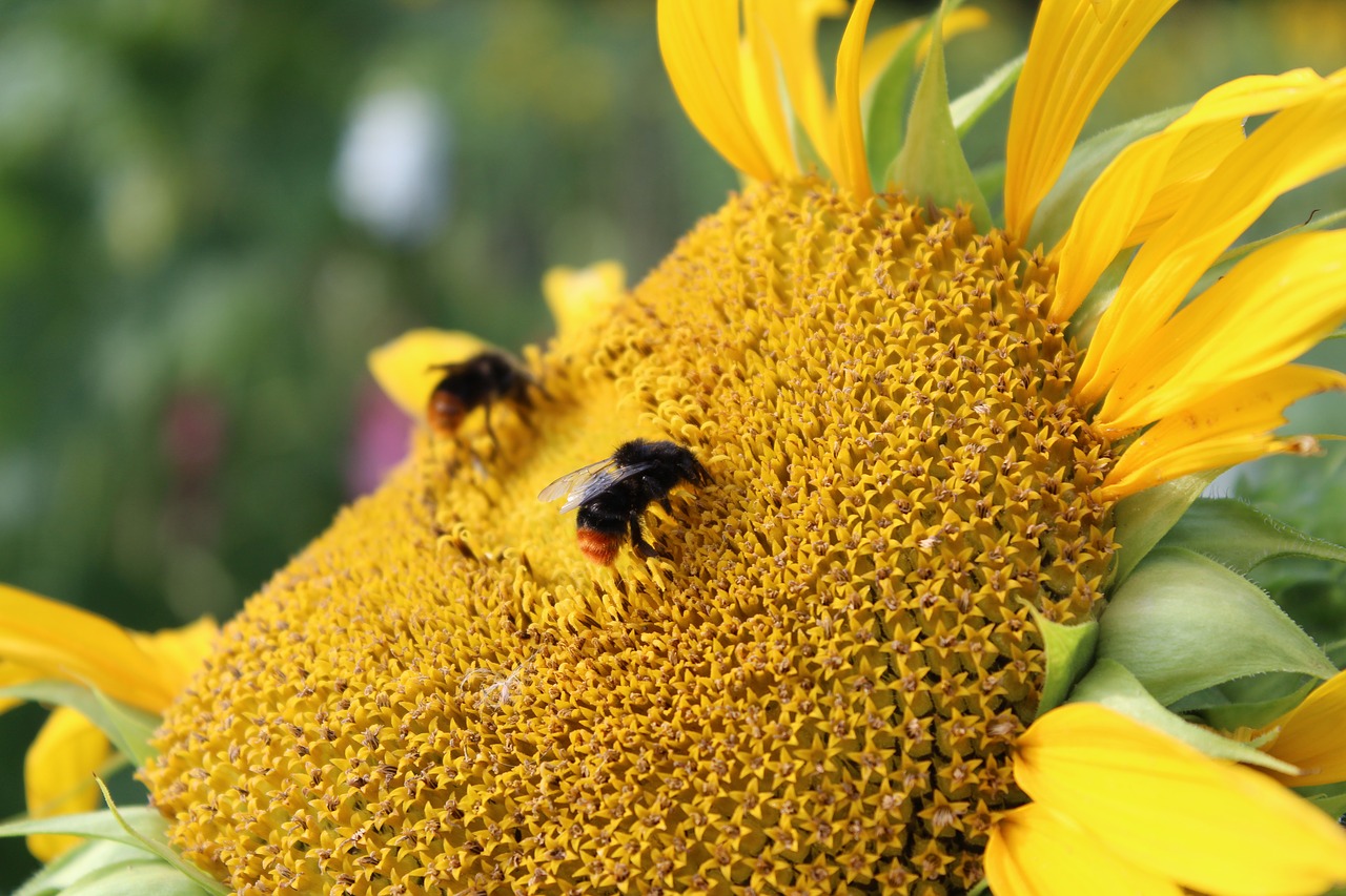 bee  sunflower  flower free photo