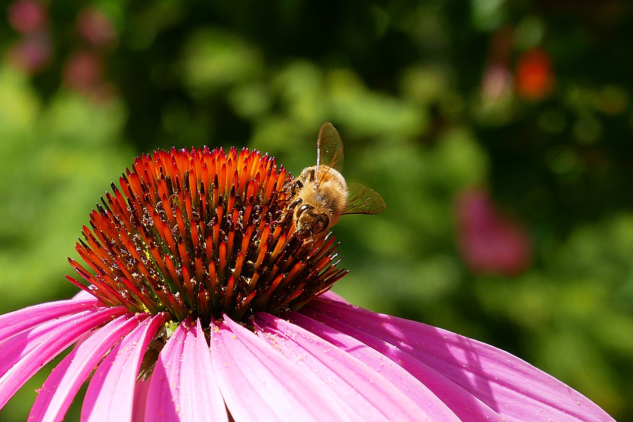 bee  pollen  tigist free photo