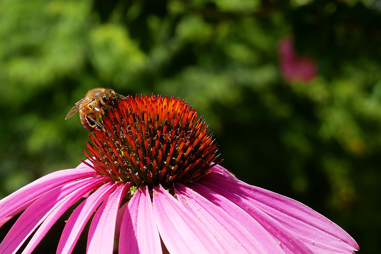 bee  tigist  pollen free photo