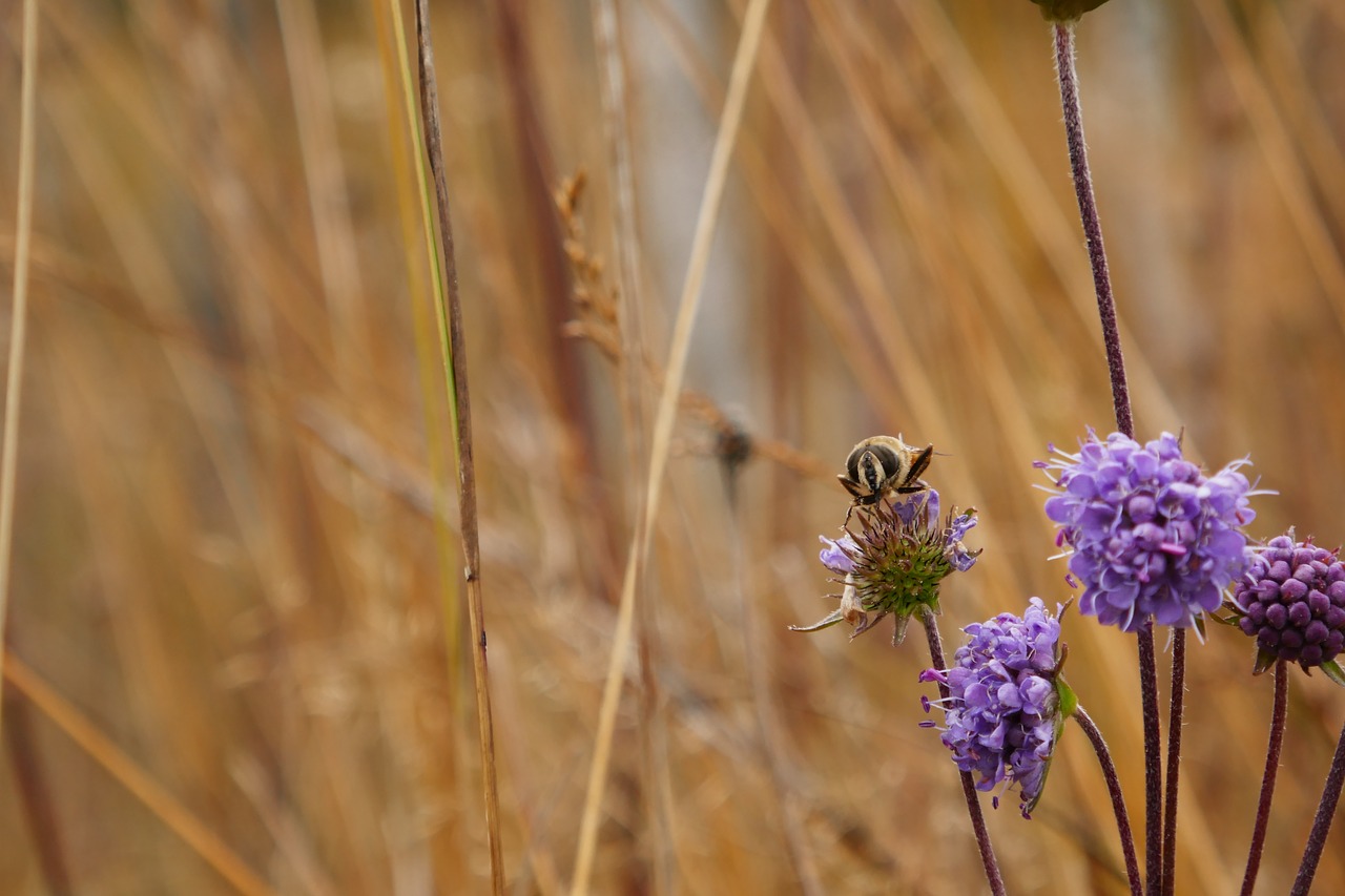 bee  blossom  bloom free photo