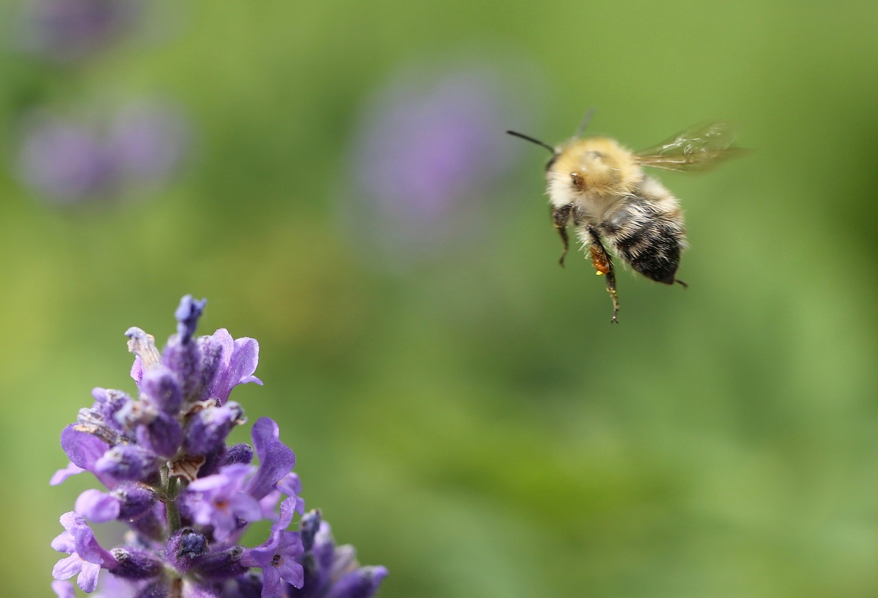 bee  lavender  insect free photo