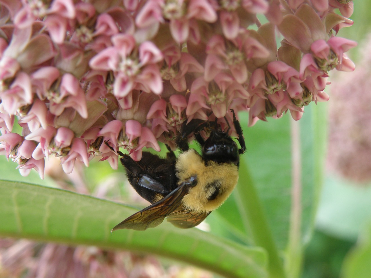 bee  pink  flower free photo