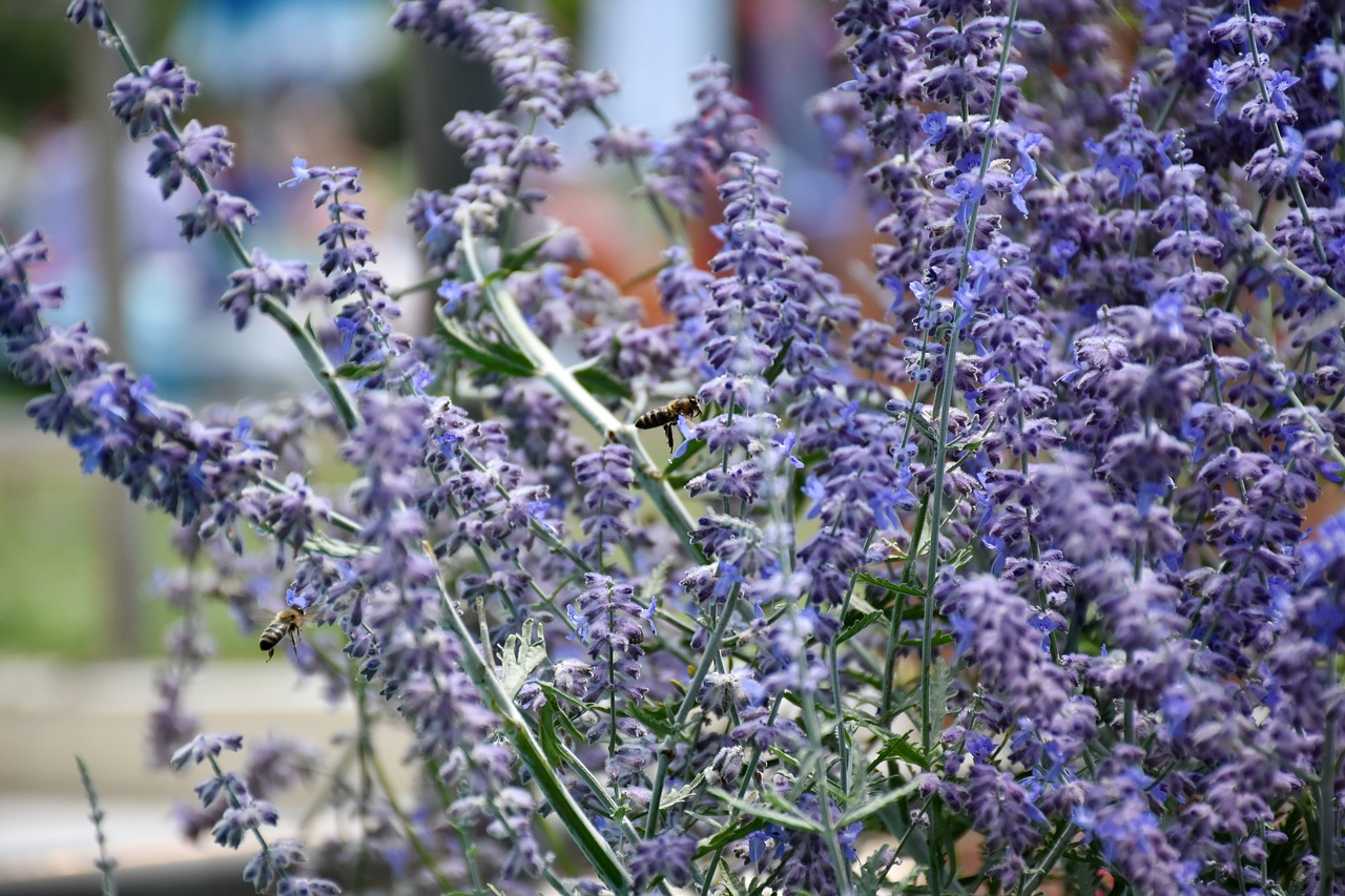 bee  flower  nature free photo