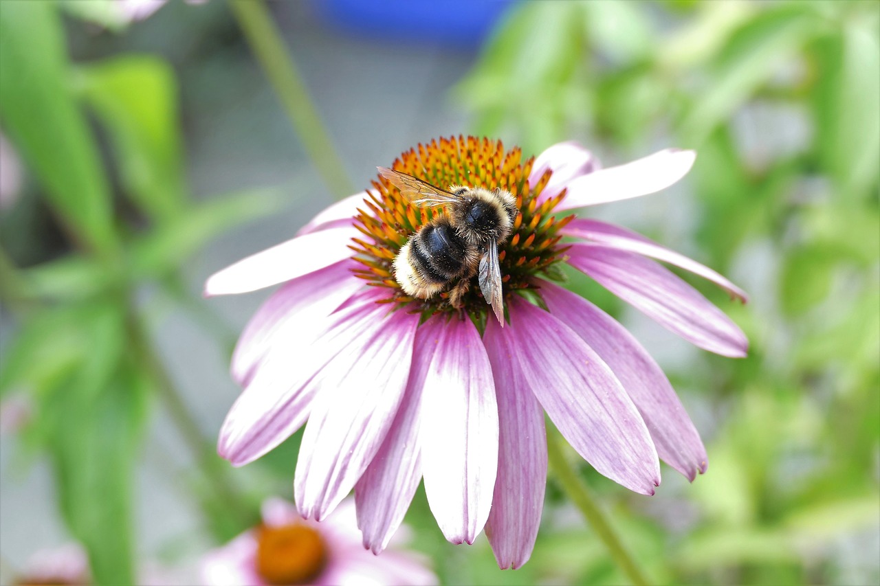 bee  hummel  flower free photo