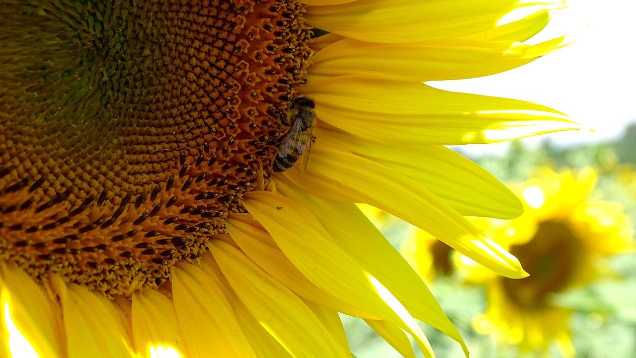 bee  sunflower  summer free photo