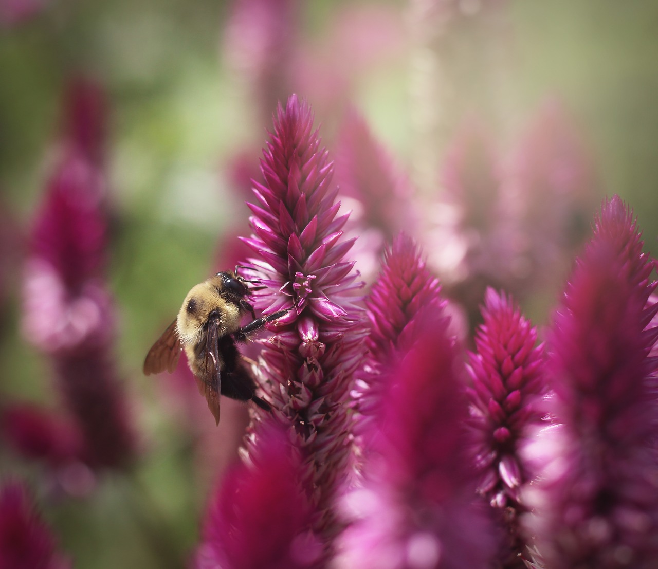 bee  flowers  blossom free photo