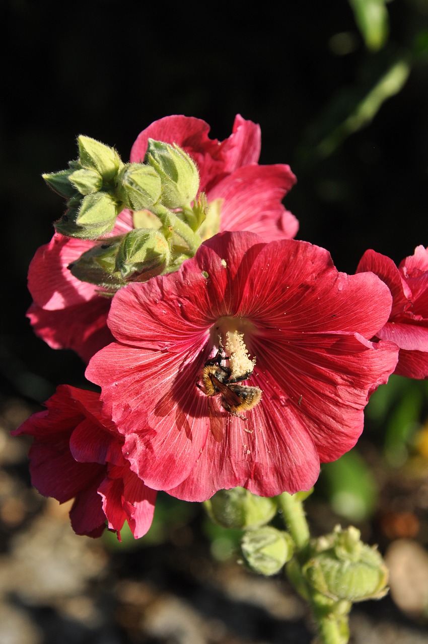 bee  forage  flower free photo