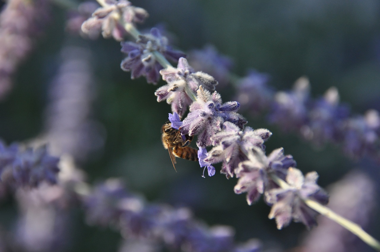 bee  forage  flower free photo