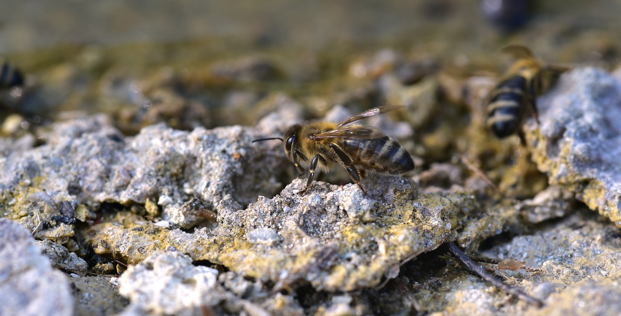 bee  stone  crawl free photo