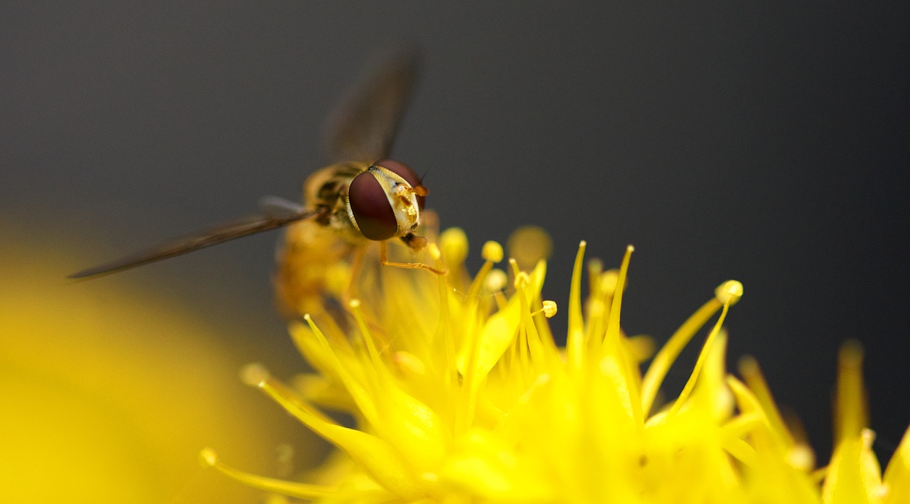 bee  nature  yellow free photo