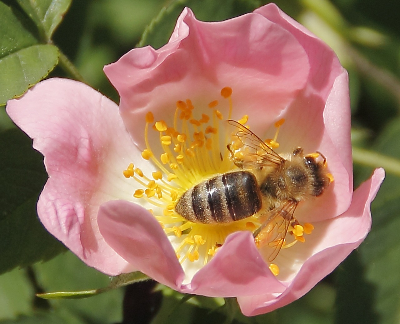 bee insect bloom macro free photo