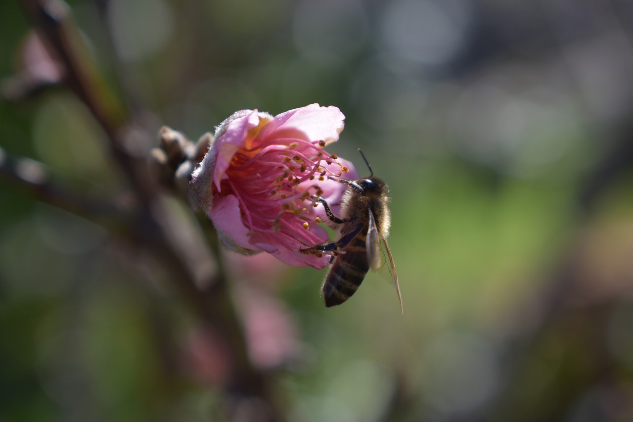 bee  flower  macro free photo