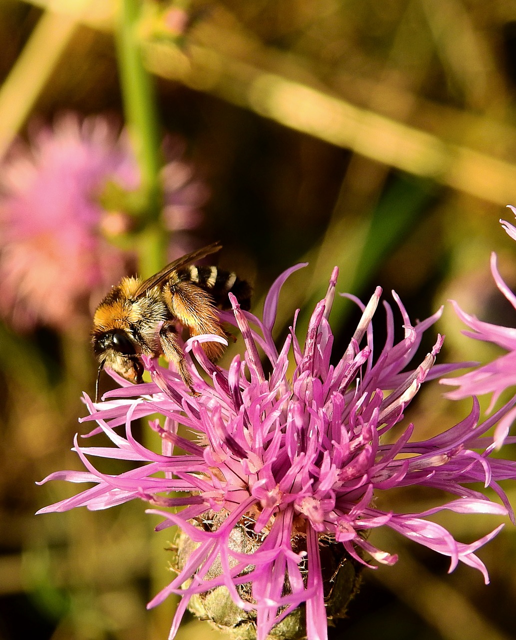 bee  pollination  insect free photo