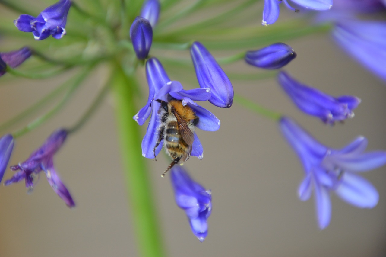 bee  blossom  bloom free photo