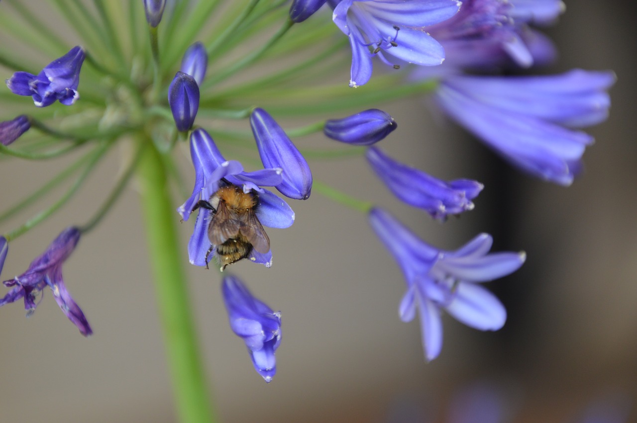 bee  blossom  bloom free photo